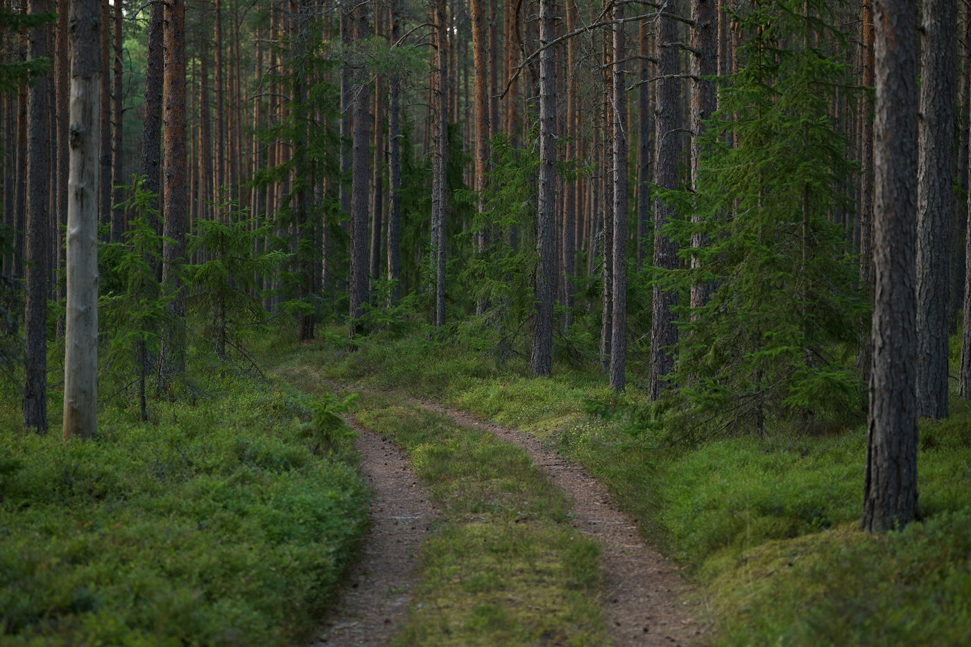 Forest Estonia