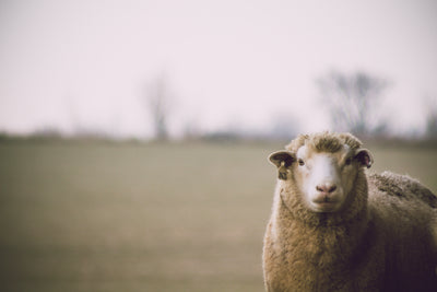 Wool Beyond Sheep:Exploring Wools
