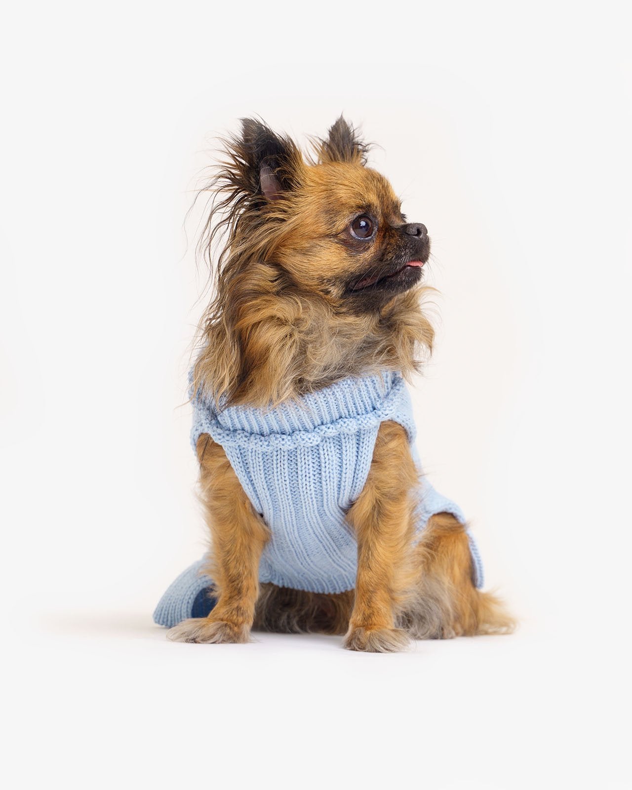 dog's wool sweater
